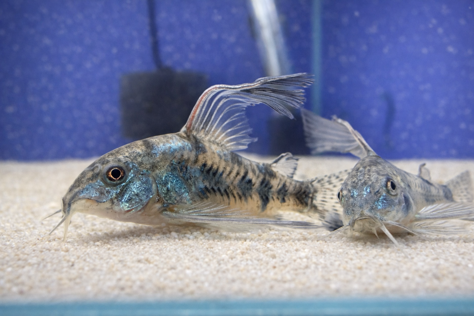CORYDORAS