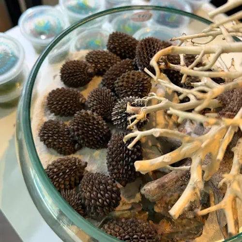 Bowl filled with alder cones and driftwood branches, displayed for aquarium use.