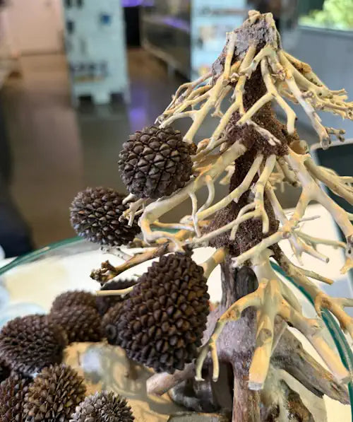 Cluster of alder cones attached to driftwood branches, displayed in an aquarium setting.