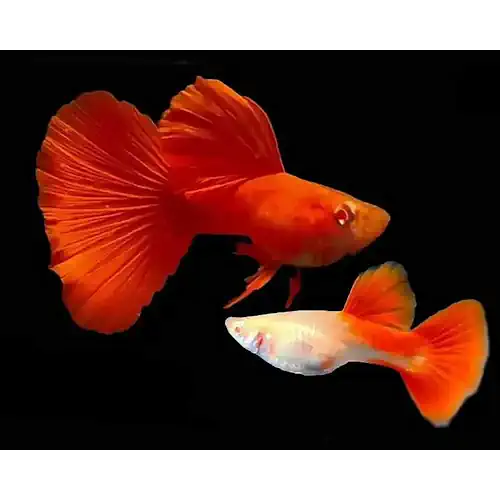 Pair of Albino Full Red Guppy fish with flowing red tails and fins.