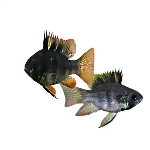 Pair of Balloon Black Ram fish with dark bodies, orange tails, and spiked dorsal fins on a plain background.