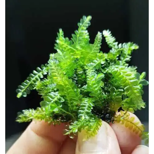 Cameroon Moss aquarium plant with vibrant green fronds, ideal for aquascaping and attaching to driftwood or rocks.