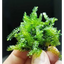 Cameroon Moss aquarium plant with vibrant green fronds, ideal for aquascaping and attaching to driftwood or rocks.