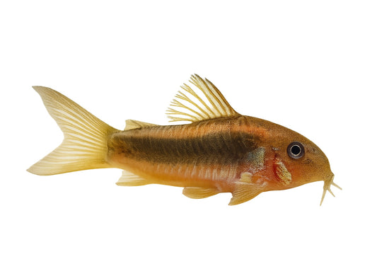 Bronze Corydoras fish with golden fins and a brown-striped body.