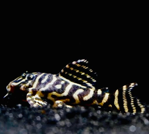 Zebra Pleco with striking black and white striped pattern resting on aquarium substrate.