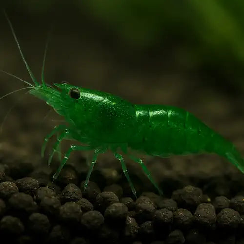Green Diamond Shrimp