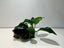 Anubias Nana Petite On Dragon Stone - FISH HUT AQUA AND PET SUPPLIES