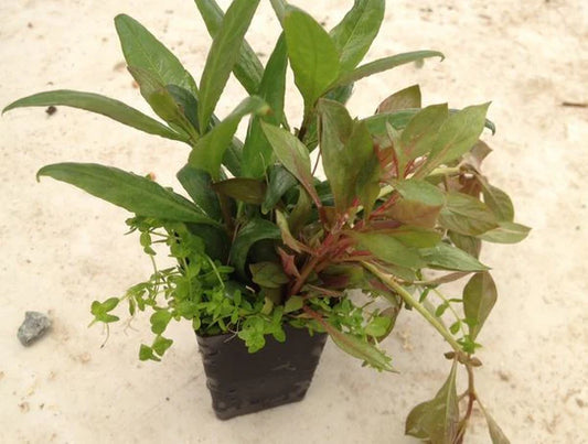 Potted aquarium plant mix with green and reddish leaves, suitable for freshwater aquariums.