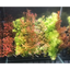 Mixed aquarium plant pack of five with vibrant red, green, and orange aquatic plants displayed together.