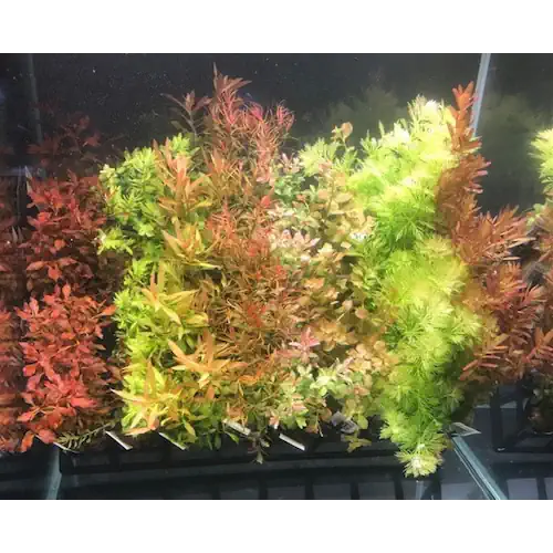 Mixed aquarium plant pack of five with vibrant red, green, and orange aquatic plants displayed together.