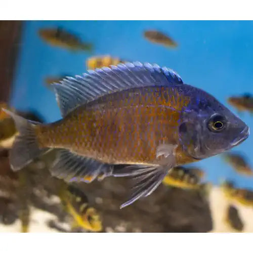 Red Fin Kadango Cichlid with blue head and reddish-orange body swimming in an aquarium.