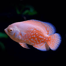 Albino Tiger Oscar XL - FISH HUT AQUA AND PET SUPPLIES - #location#