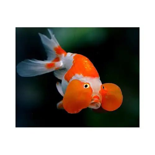 Assorted Bubble Eye - FISH HUT AQUA AND PET SUPPLIES - #location#