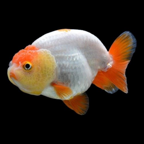 Assorted Lion Head Ranchu - FISH HUT AQUA AND PET SUPPLIES - #location#
