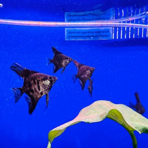 BLACK GREEN ANGELFISH - FISH HUT AQUA AND PET SUPPLIES - #location#