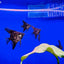 BLACK GREEN ANGELFISH - FISH HUT AQUA AND PET SUPPLIES - #location#