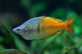 BOSEMANI RAINBOW FISH (NICE COLOR) - FISH HUT AQUA AND PET SUPPLIES - #location#