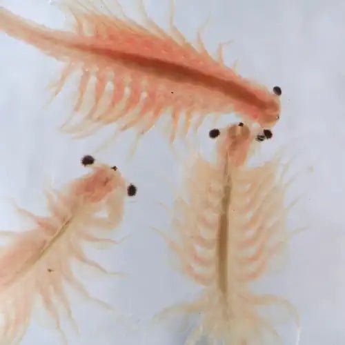 Brine Shrimp Eggs - 25g - FISH HUT AQUA AND PET SUPPLIES - #location#