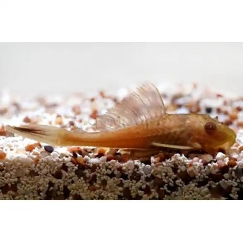Chocolate Plecostomus Catfish - FISH HUT AQUA AND PET SUPPLIES - #location#