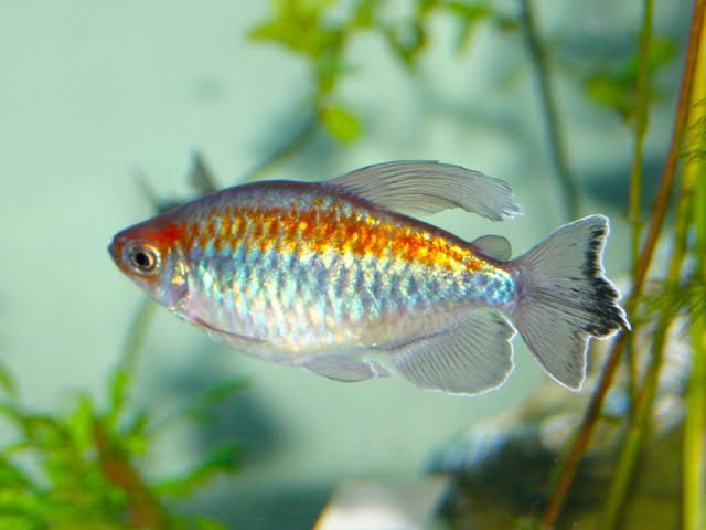 CONGO TETRA - FISH HUT AQUA AND PET SUPPLIES - #location#
