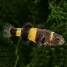 Dwarf Bumble Bee Goby Brach. ocelot M - 1.5 - FISH HUT AQUA AND PET SUPPLIES - #location#