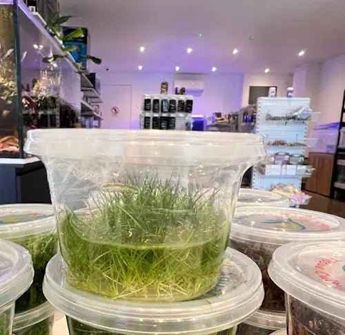 Dwarf Hair Grass (Eleocharis Belem) tissue culture plant – Fish Hut Aqua