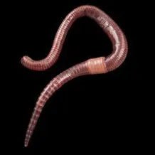 Earthworm Live Fish Food - FISH HUT AQUA AND PET SUPPLIES - #location#