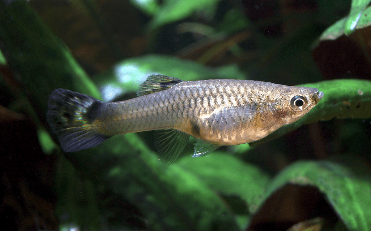 Feeder Fish - FISH HUT AQUA AND PET SUPPLIES - #location#