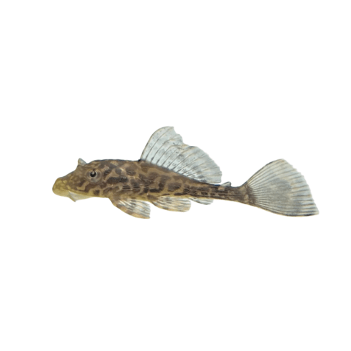 Fine Line Gold Spot Pleco - FISH HUT AQUA AND PET SUPPLIES - #location#