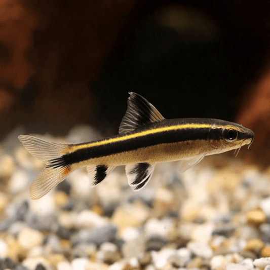 Flying Fox - Red ML - 6.5 - FISH HUT AQUA AND PET SUPPLIES - #location#