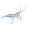 FRESHWATER GLASS SHRIMP - AUSTRALIAN - FISH HUT AQUA AND PET SUPPLIES - #location#