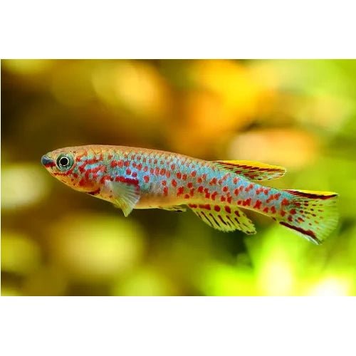 GARDNERI KILLIFISH - FISH HUT AQUA AND PET SUPPLIES - #location#