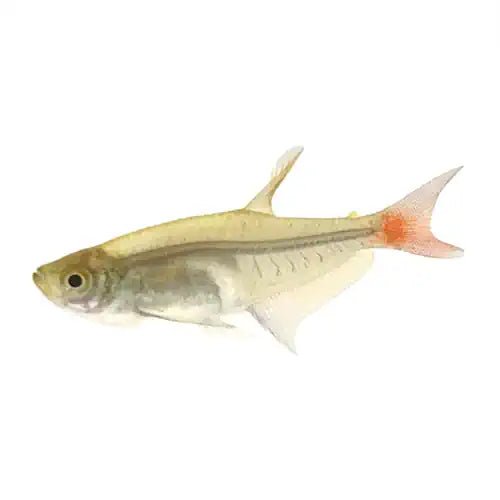 GLASS BLOODFIN TETRA - FISH HUT AQUA AND PET SUPPLIES - #location#