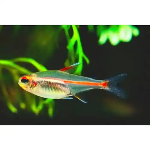 Glowlight Tetra - FISH HUT AQUA AND PET SUPPLIES - #location#