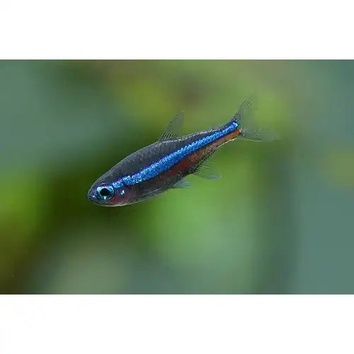 Green Neon Tetra - FISH HUT AQUA AND PET SUPPLIES - #location#