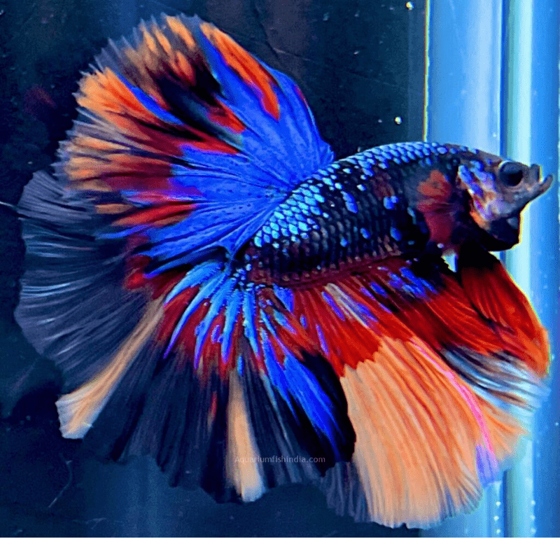 Half Moon - L/F Multi Colour (MCLF) L - 5 - FISH HUT AQUA AND PET SUPPLIES - #location#
