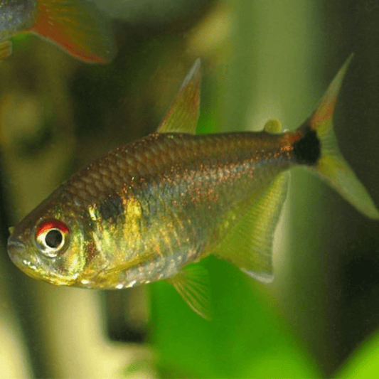 Head and Tail Light Tetra (Local) ML - 4 - FISH HUT AQUA AND PET SUPPLIES - #location#