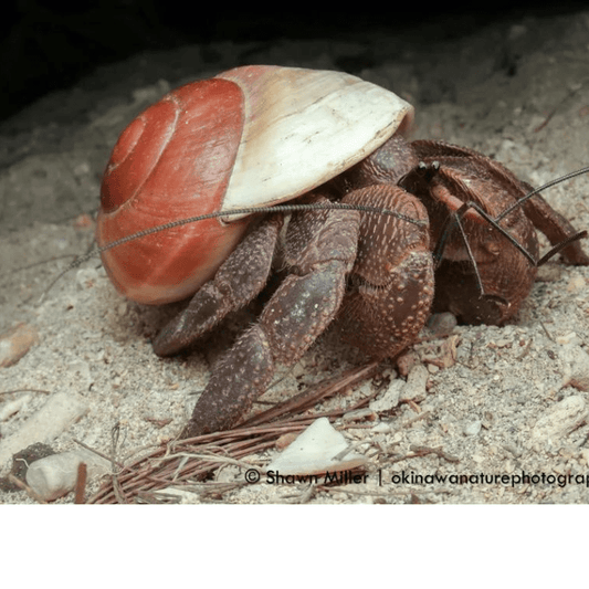 Hermit Crab (Local) S - FISH HUT AQUA AND PET SUPPLIES - #location#