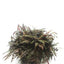 Hygrophila Pinnatifida Tissue Culture - FISH HUT AQUA AND PET SUPPLIES - #location#