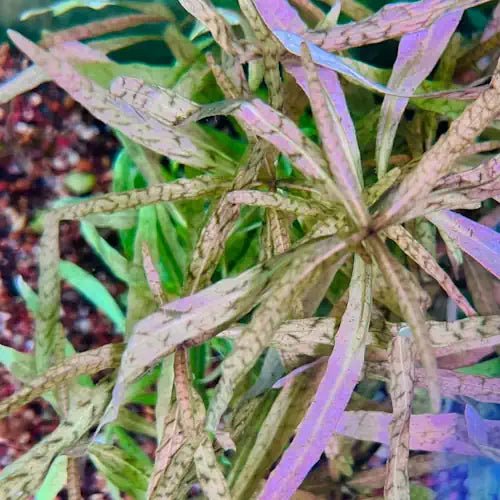 HYGROPHILA TIGER - FISH HUT AQUA AND PET SUPPLIES - #location#