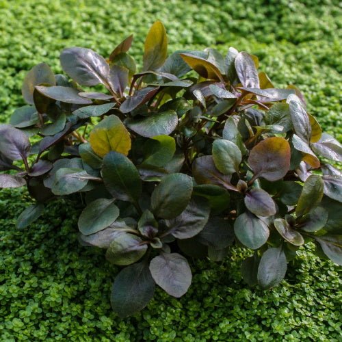 LOBELIA CARDINALIS - FISH HUT AQUA AND PET SUPPLIES - #location#