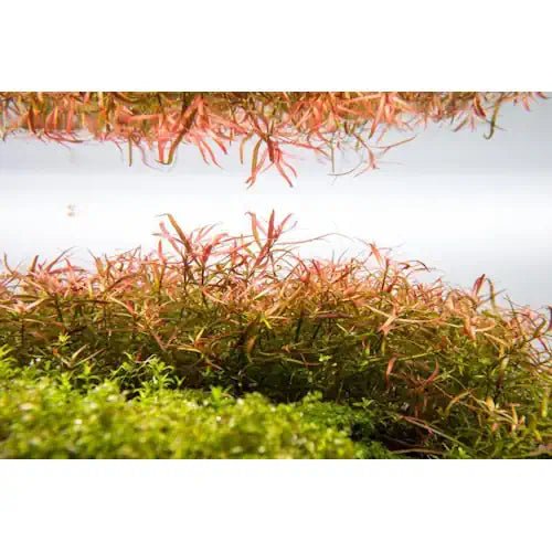 Ludwigia Acrulata - FISH HUT AQUA AND PET SUPPLIES - #location#