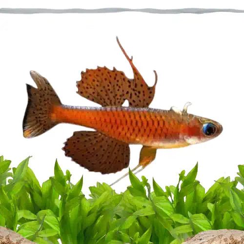 Luminatus Red Neon Blue Eye - FISH HUT AQUA AND PET SUPPLIES - #location#