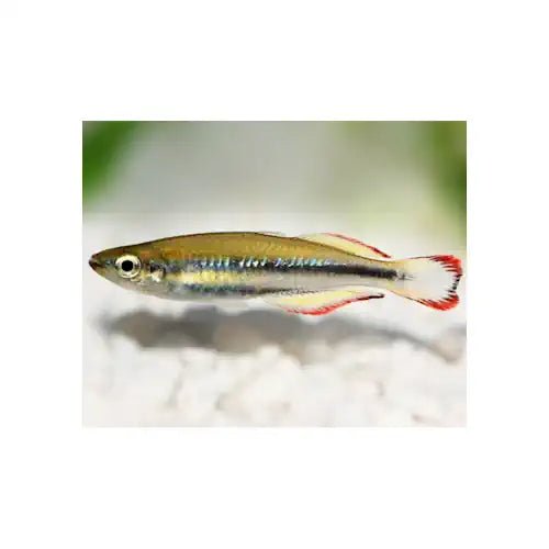 MADAGASCAR RAINBOW - FISH HUT AQUA AND PET SUPPLIES - #location#