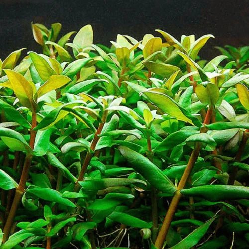 MARGINAL POND PLANT - NESSEA TRIFLORA - FISH HUT AQUA AND PET SUPPLIES - #location#