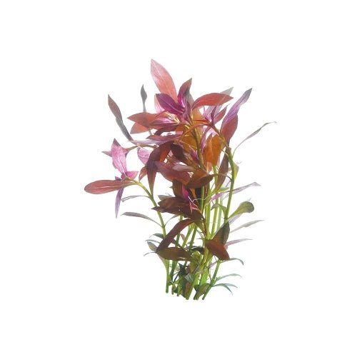 NARROW LUDWIGIA - FISH HUT AQUA AND PET SUPPLIES - #location#