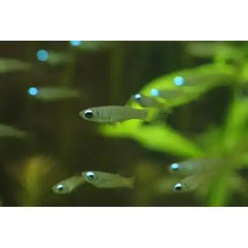 Normans Lampeyes Killifish - FISH HUT AQUA AND PET SUPPLIES - #location#