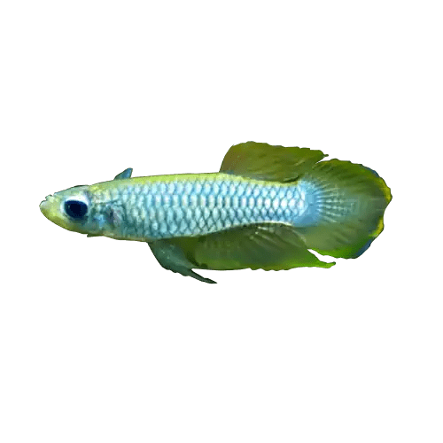 Normans Lampeyes Killifish - FISH HUT AQUA AND PET SUPPLIES - #location#