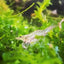 North Queensland Algae Shrimp - FISH HUT AQUA AND PET SUPPLIES - #location#