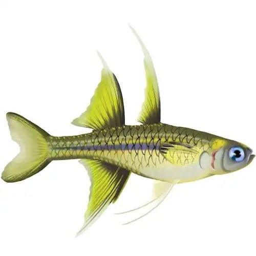 PACIFIC BLUE EYES - FISH HUT AQUA AND PET SUPPLIES - #location#